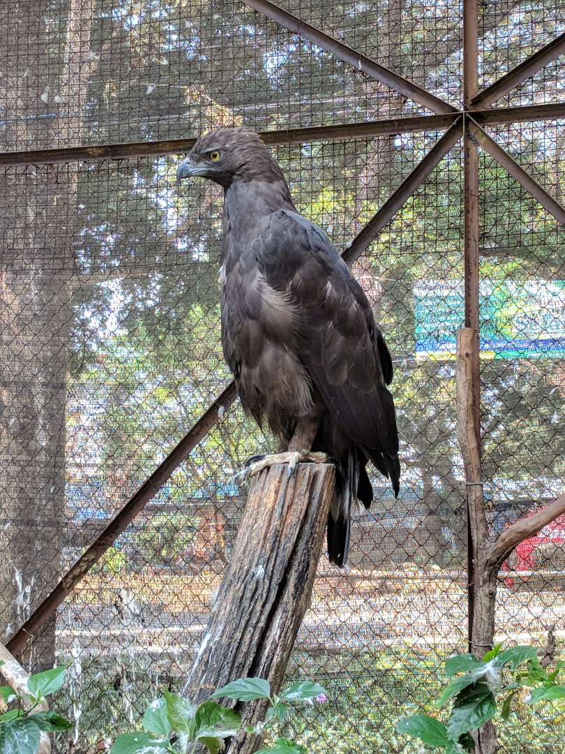 Changeable Hawk-eagle (Nisaetus cirrhatus) - Taru Jurug Zoo
