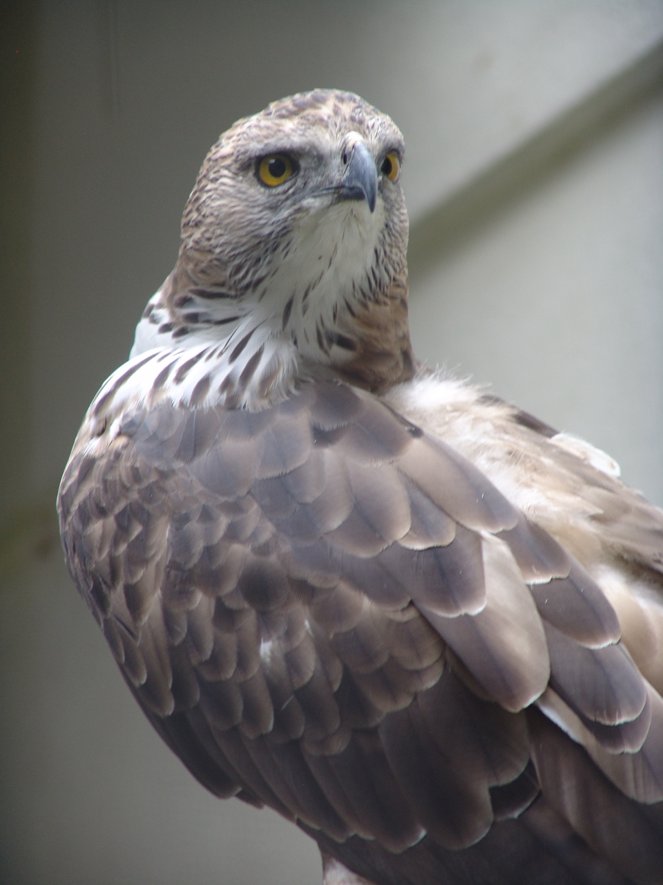 Changeable Hawk-eagle (Nisaetus cirrhatus)