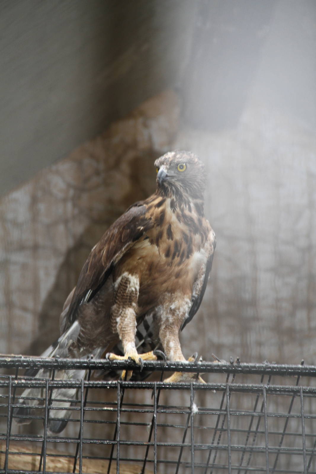 Changeable Hawk-eagle (Nisaetus cirrhatus)