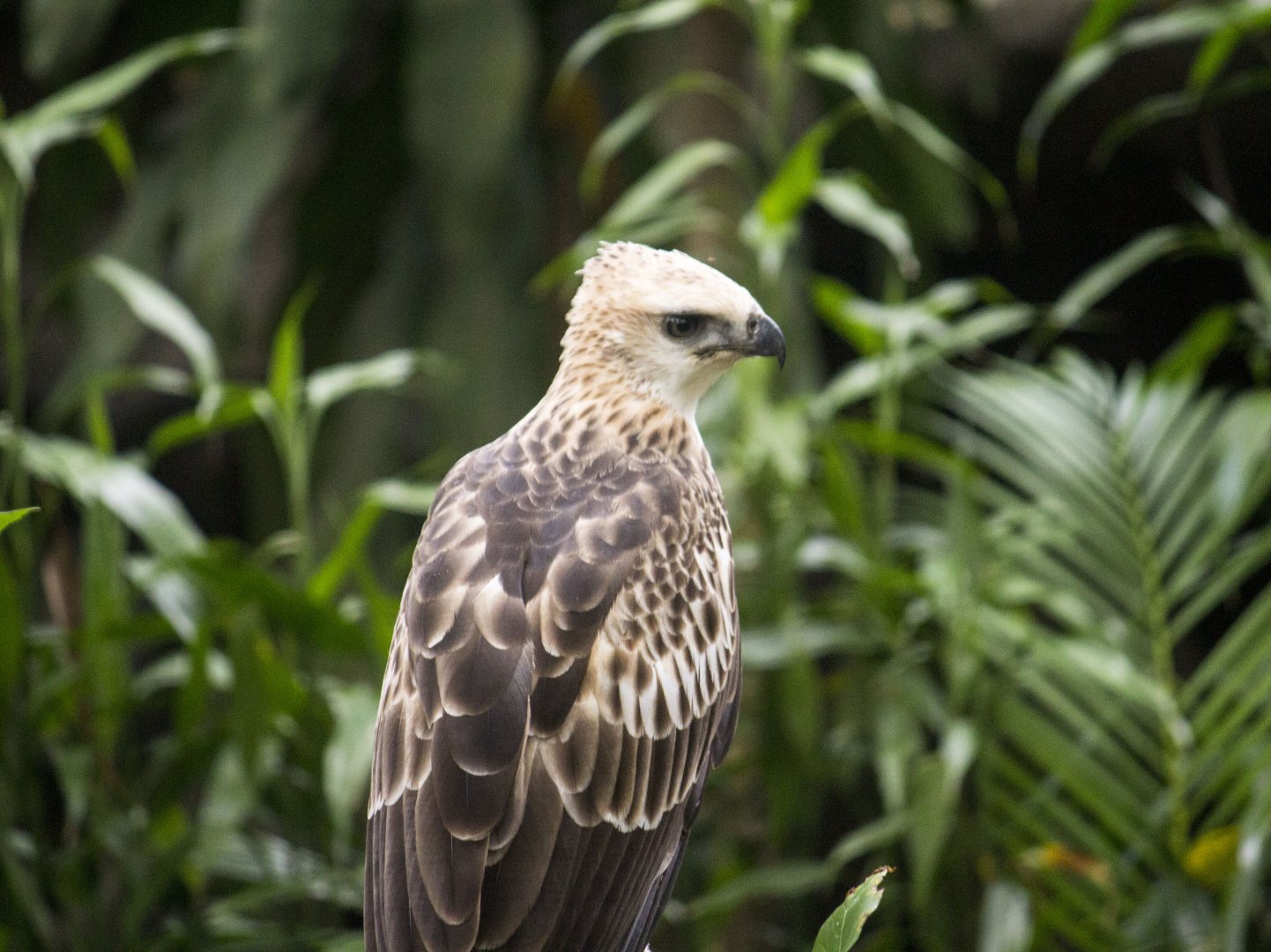Changeable hawk-eagle, Nisaetus cirrhatus