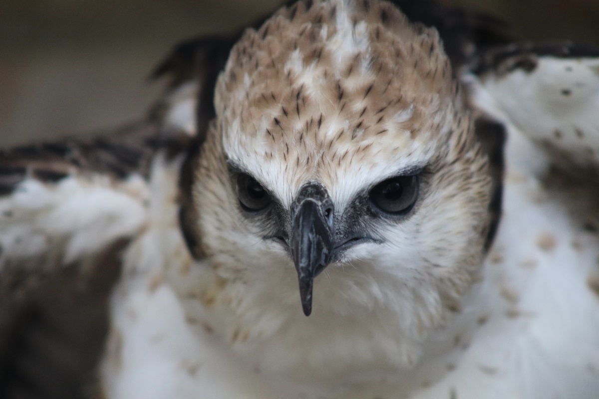 Changeable Hawk-eagle (Nisaetus cirrhatus)