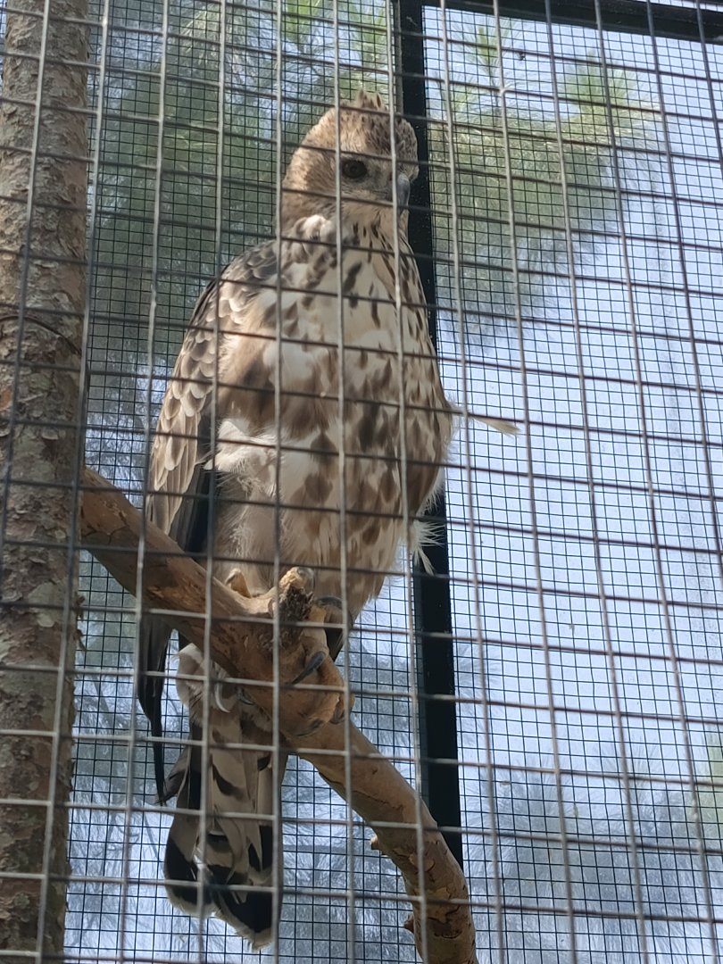 Changeable Hawk-Eagle (Nisaetus cirrhatus)