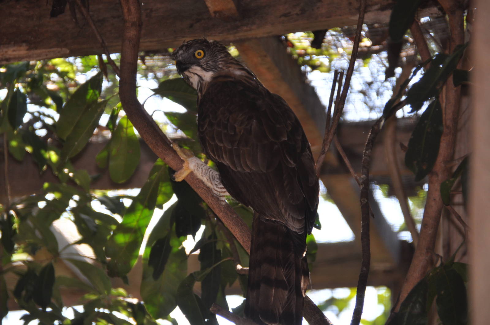Changeable hawk-eagle/ Spizaetus cirrhatus limnaeetus