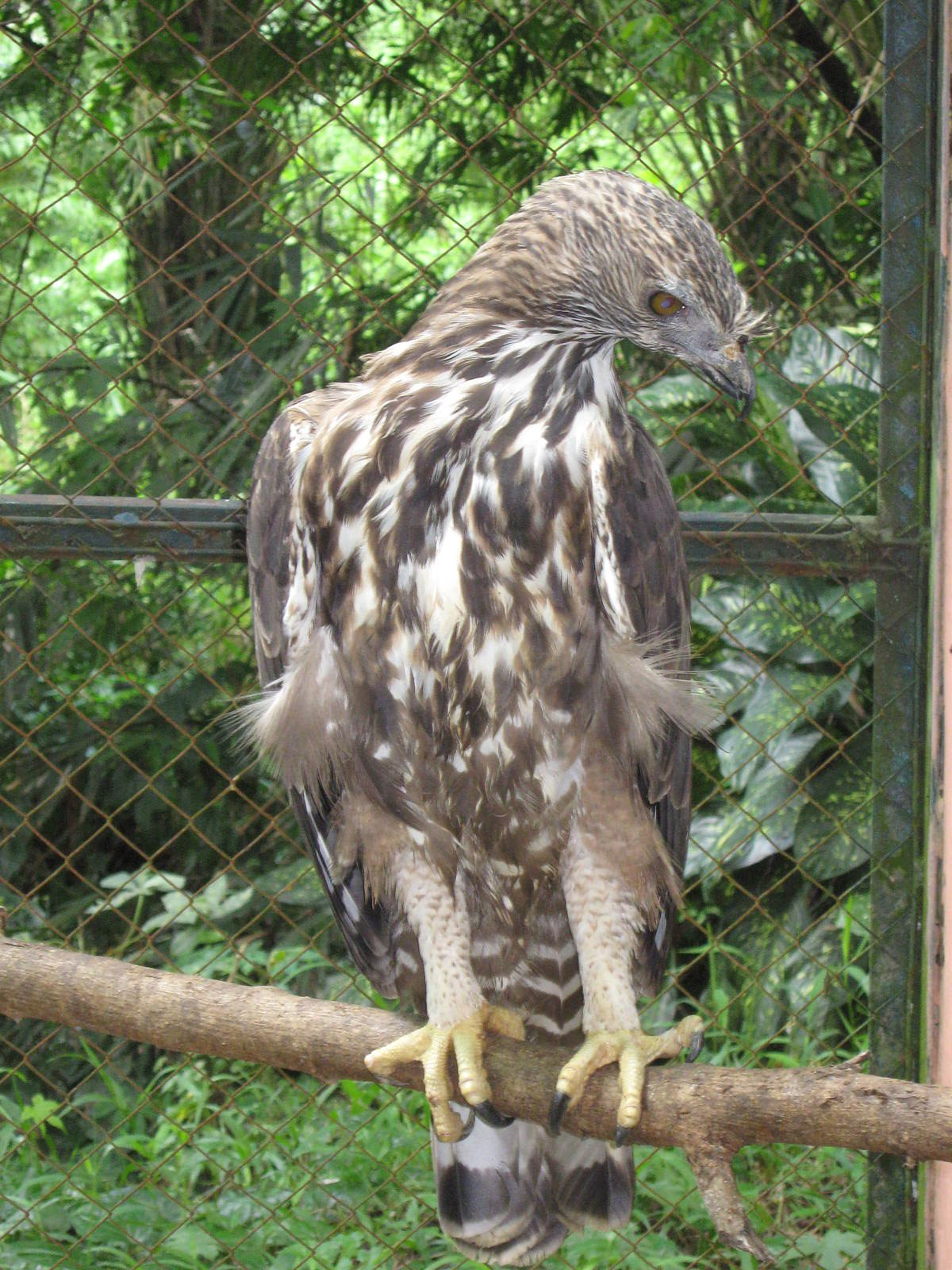changeable hawk-eagle (Spizaetus cirrhatus)?