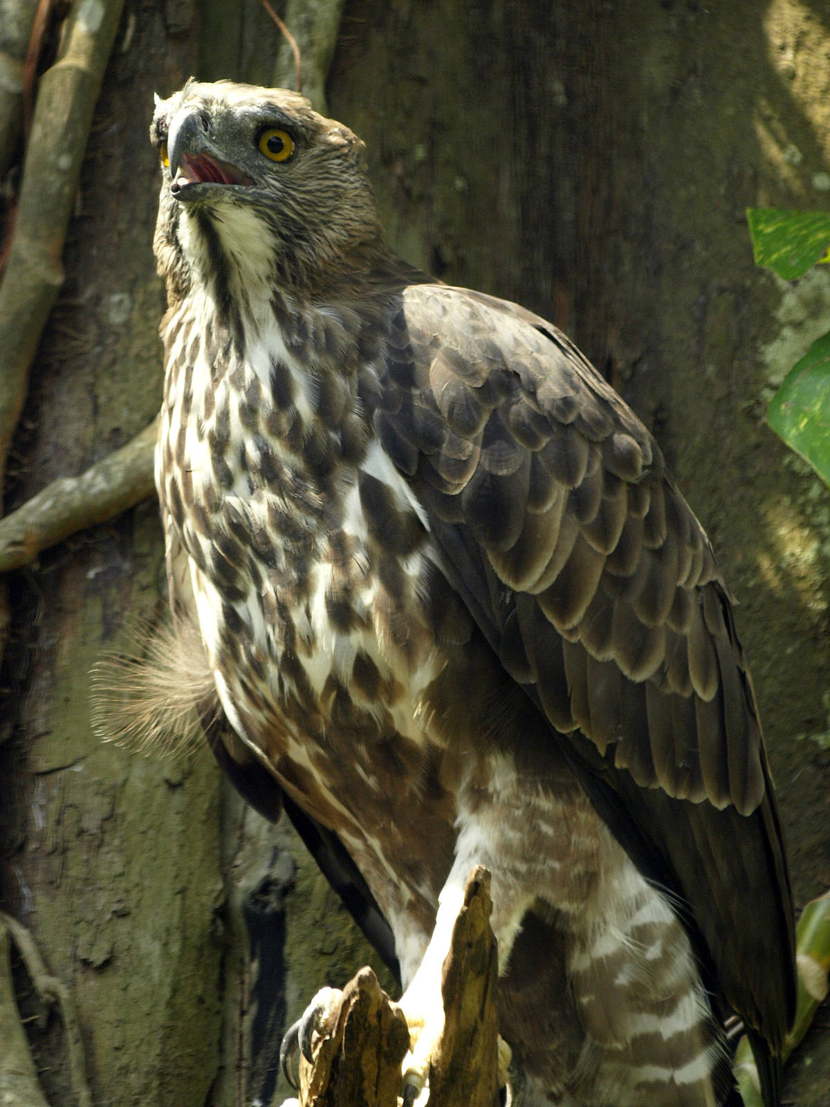 Changeable Hawk Eagle