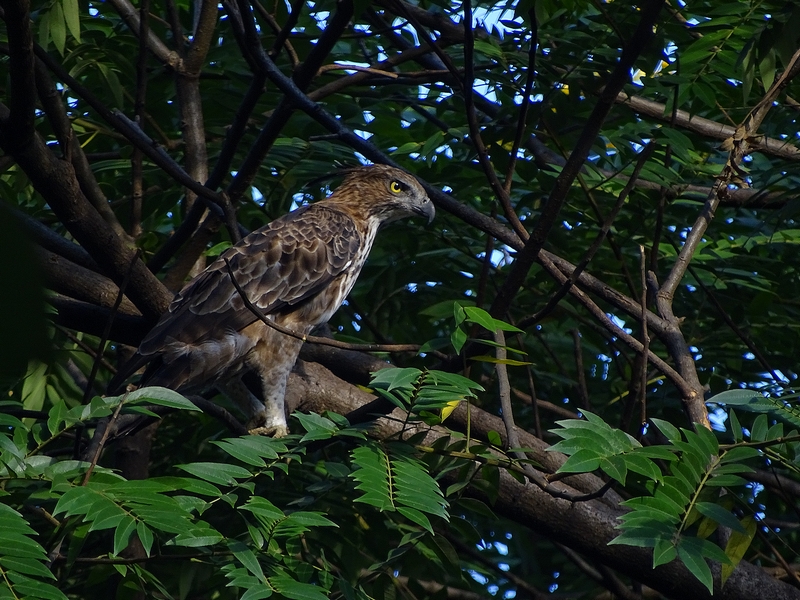 Changeable hawk-eagle
