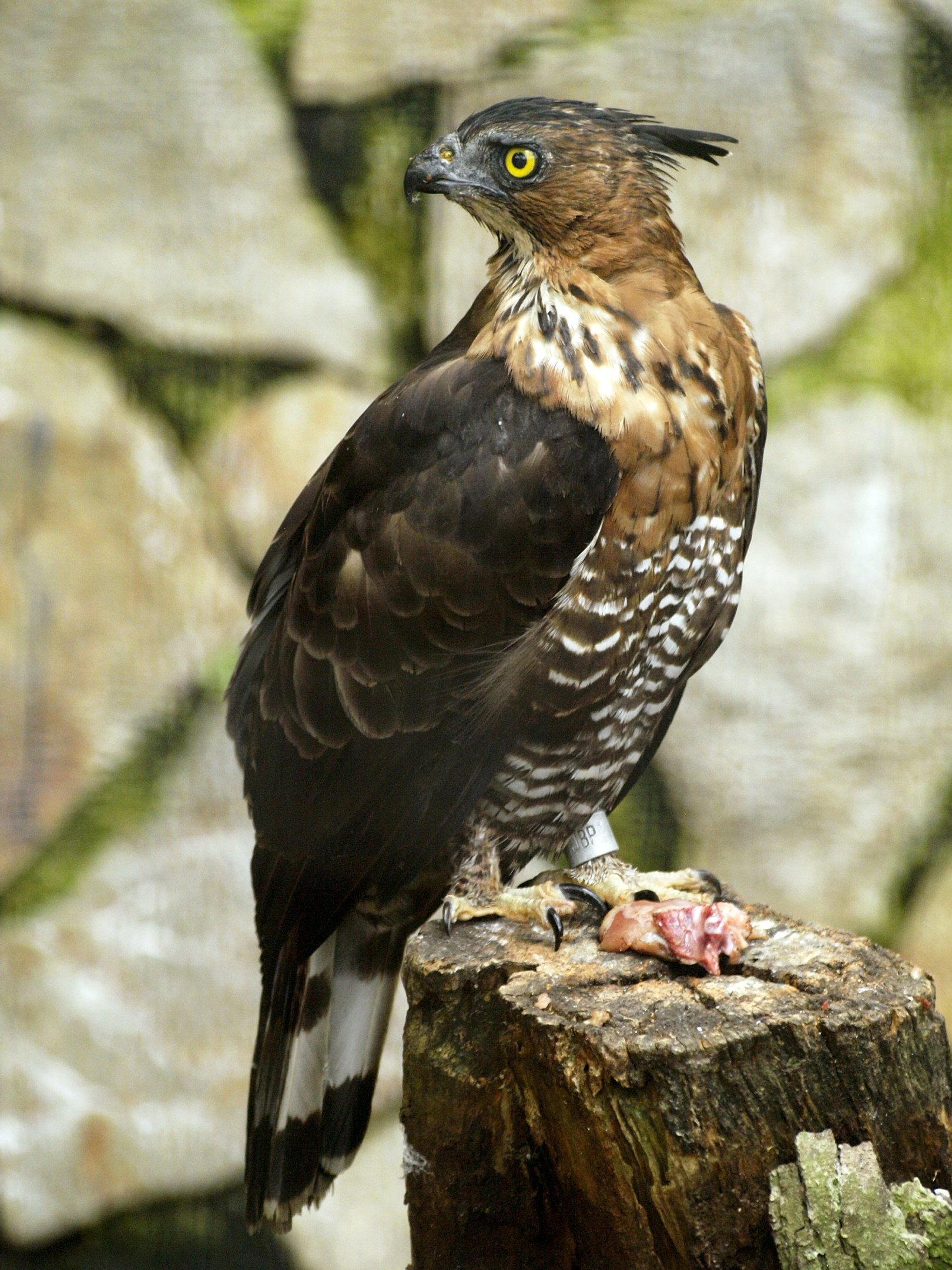 Changeable hawk-eagle