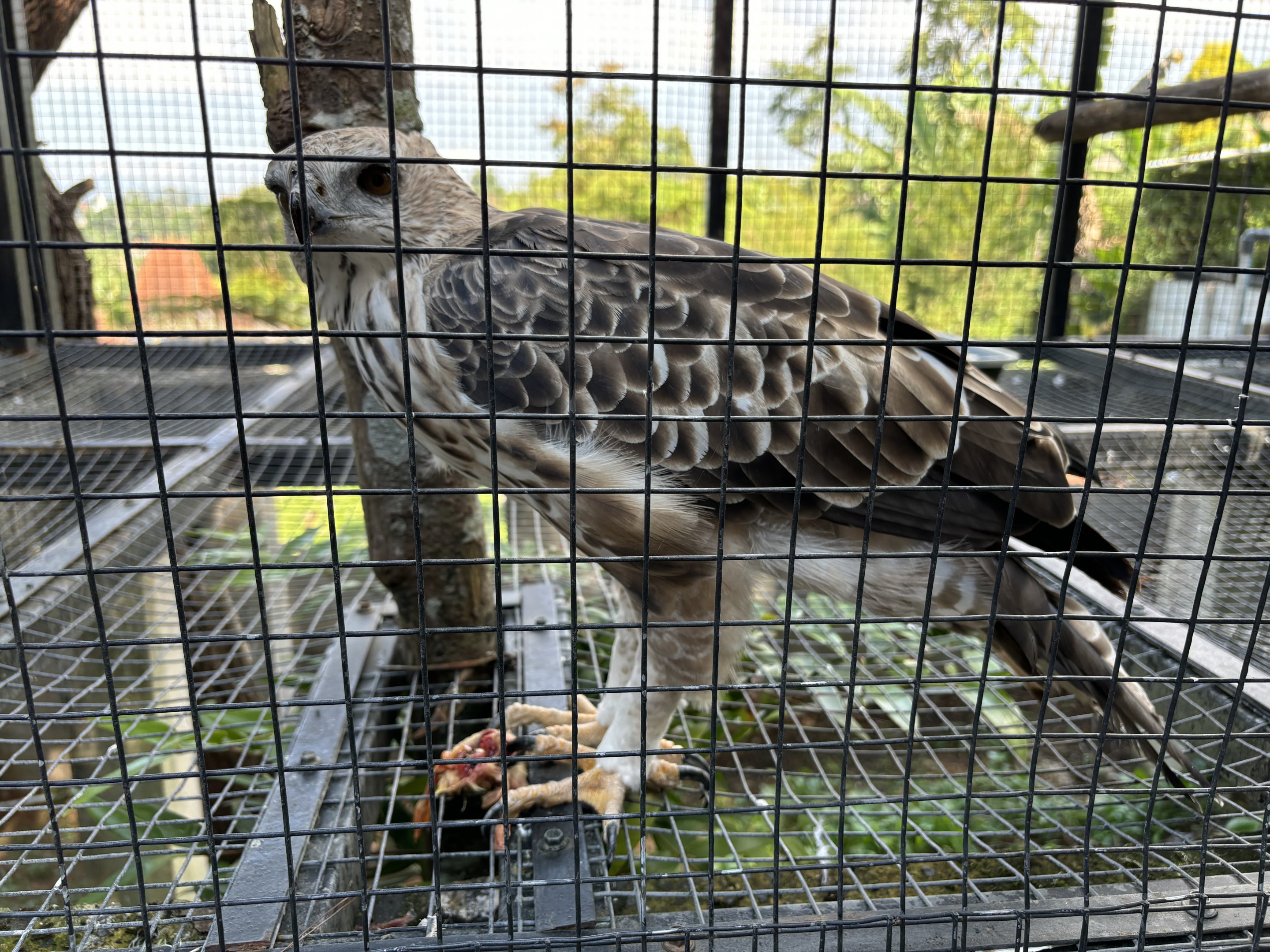Changeable Hawk Eagle
