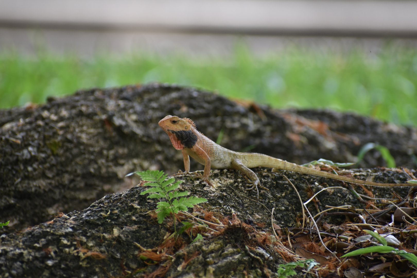 Changeable Lizard ~ Bishan Ang mo kio Park