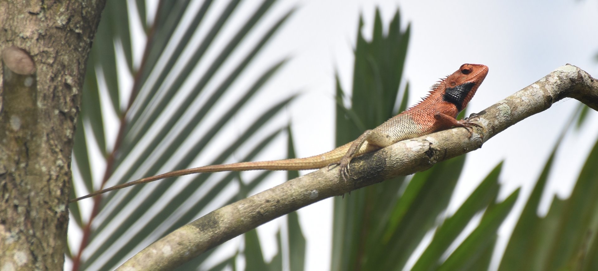 Changeable Lizard (Calotes versicolor)