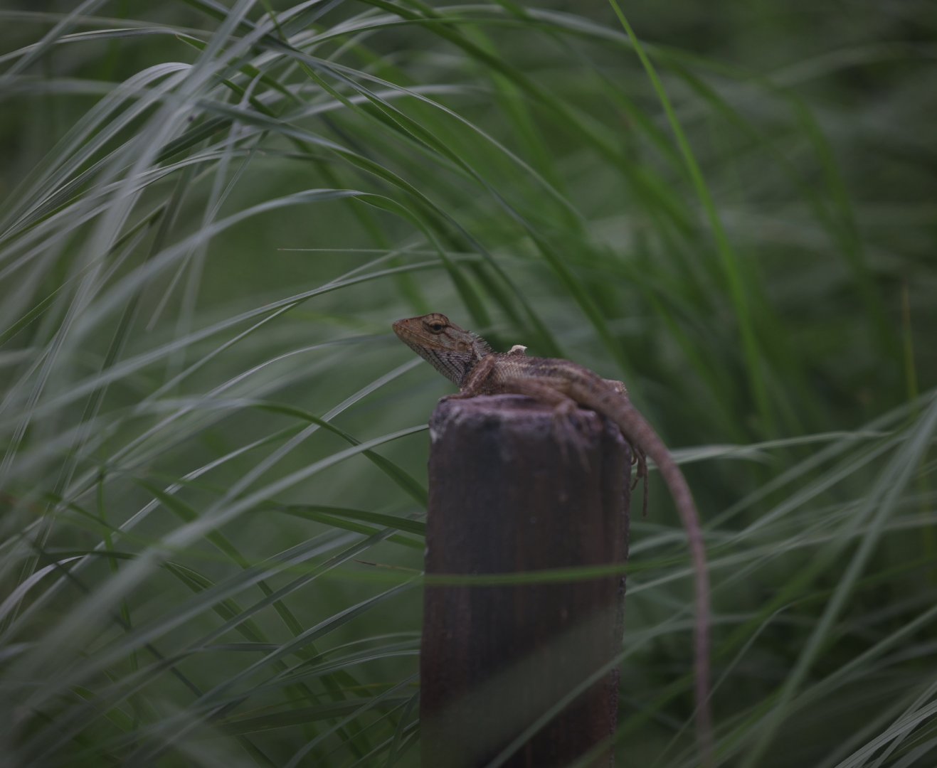 Changeable Lizard (Calotes versicolor)