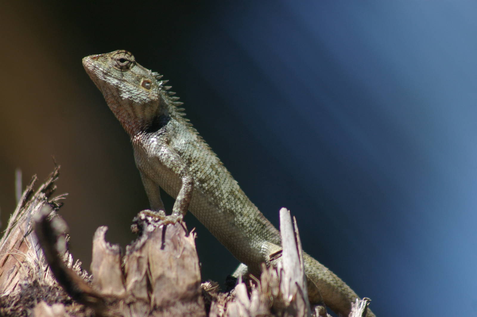 changeable lizard (Calotes versicolor)