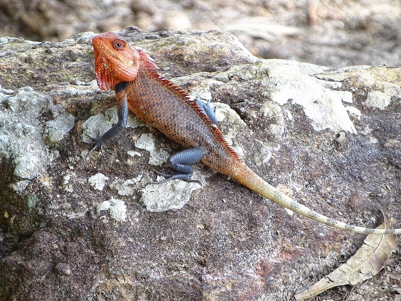 Changeable lizard male