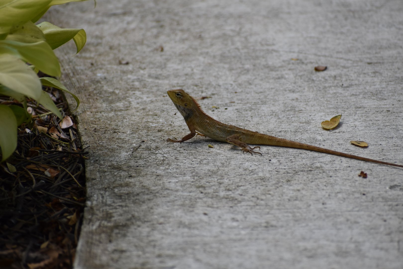 Changeable Lizard ~ Pasir Ris Park