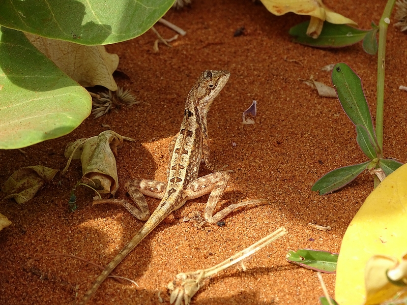 Changeable lizard (young)