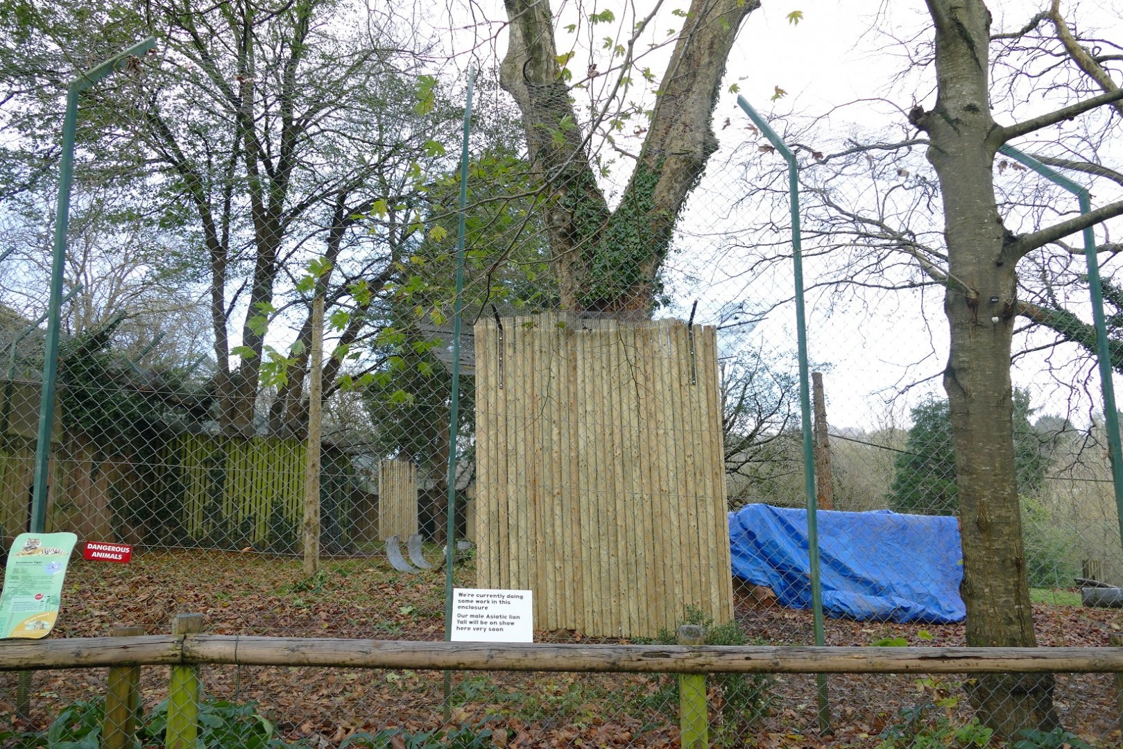 Changes in the tiger enclosure, December 2020