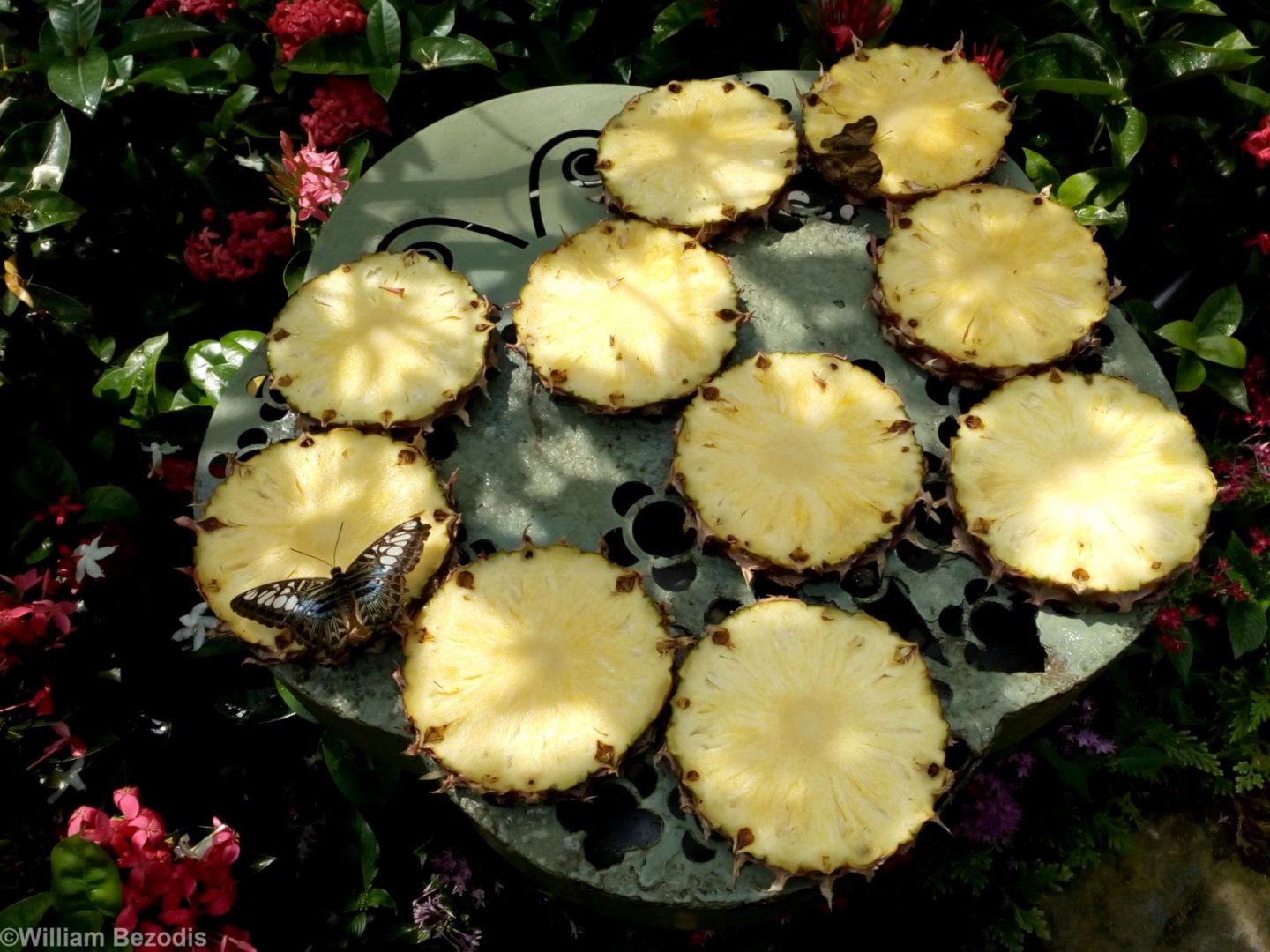 Changi Airport Butterfly Garden