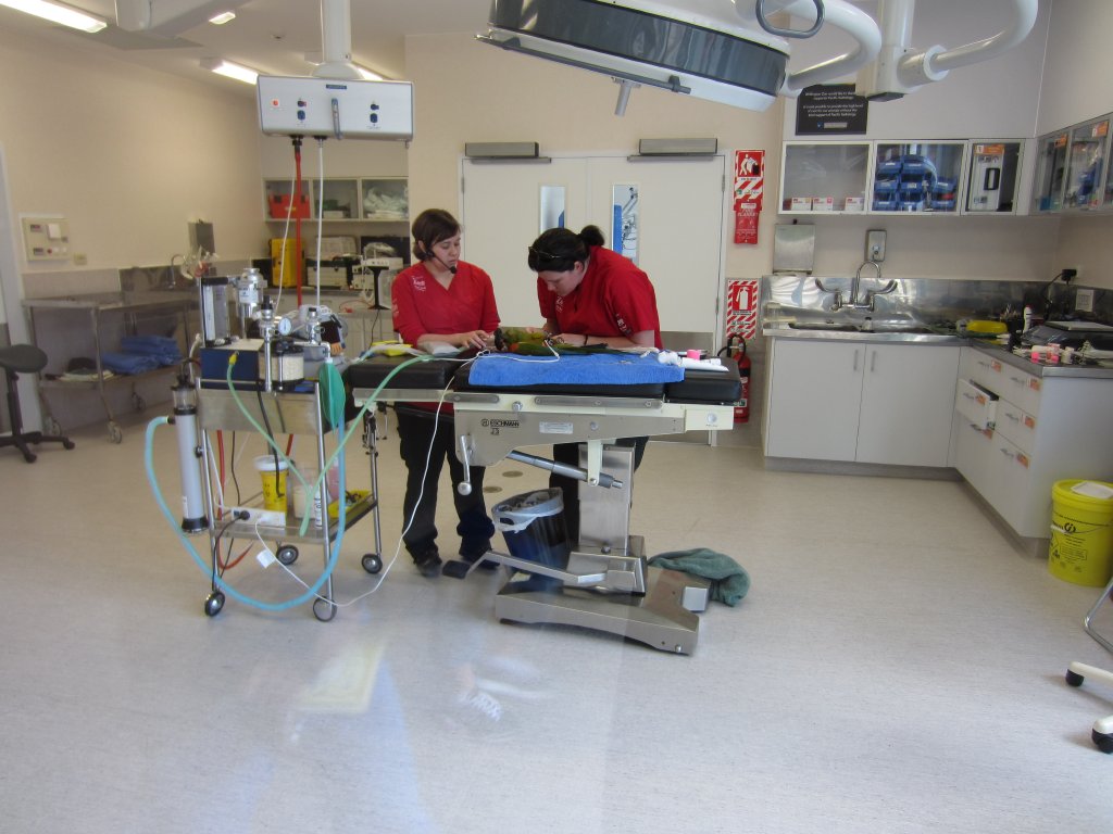Changing a bandage on a macaw, The Nest