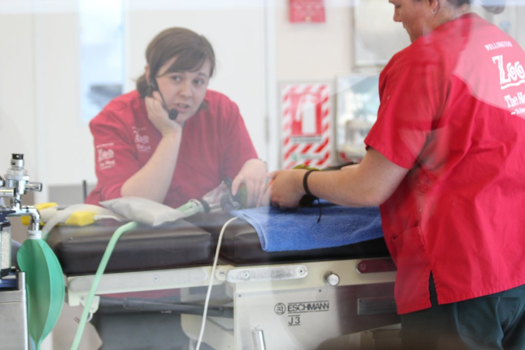 Changing a bandage on a macaw, The Nest