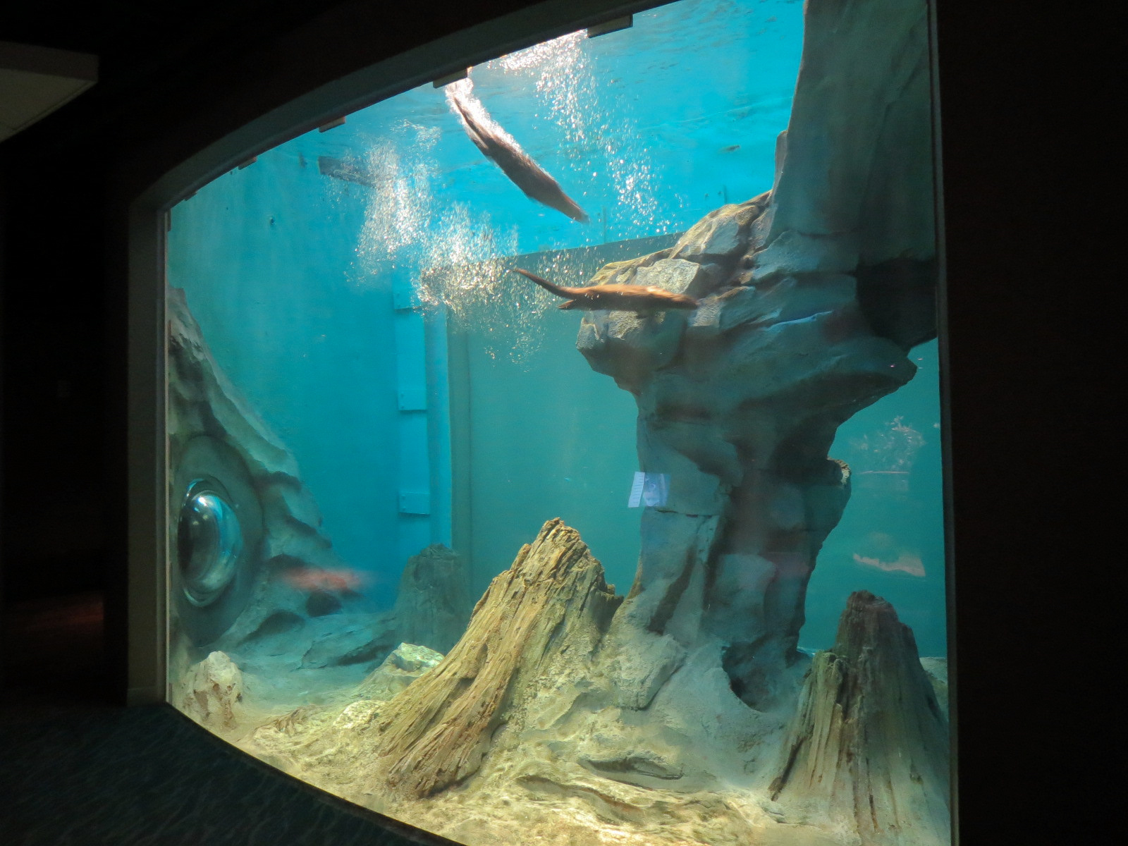 Changing Rivers - North American River Otter Exhibit