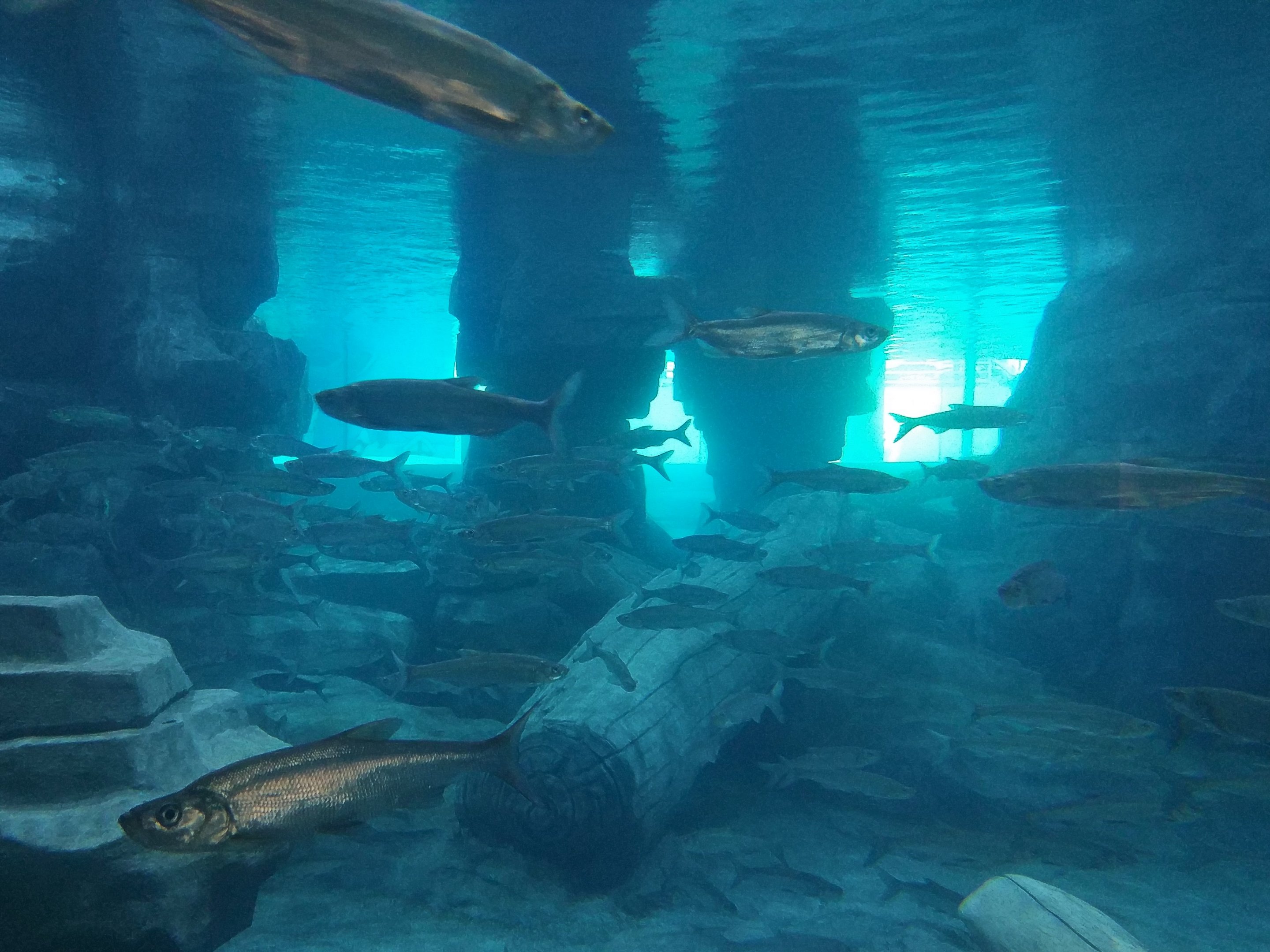 Changjiang Red Cyprinid