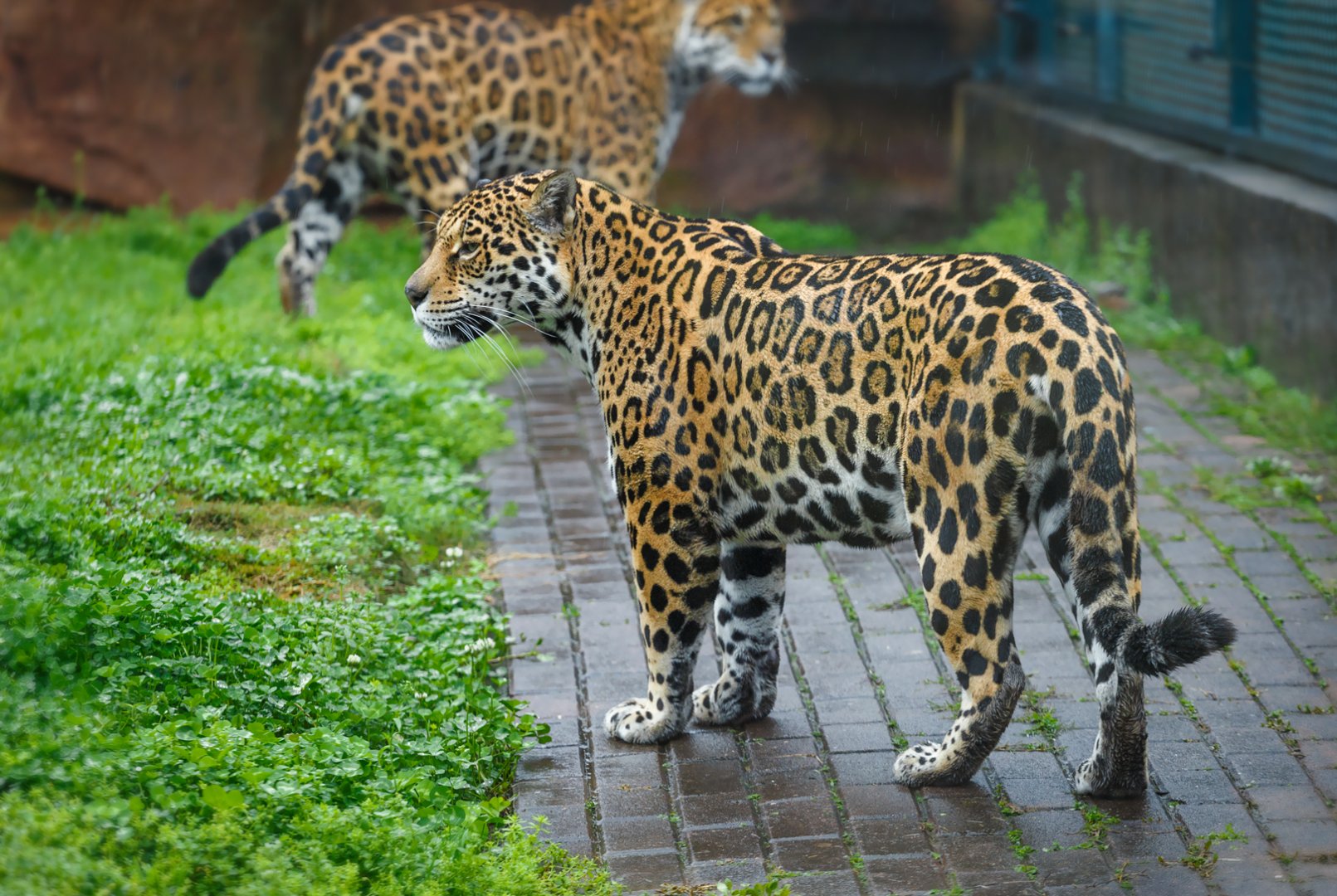 Changsha Ecological Zoo - Jaguar