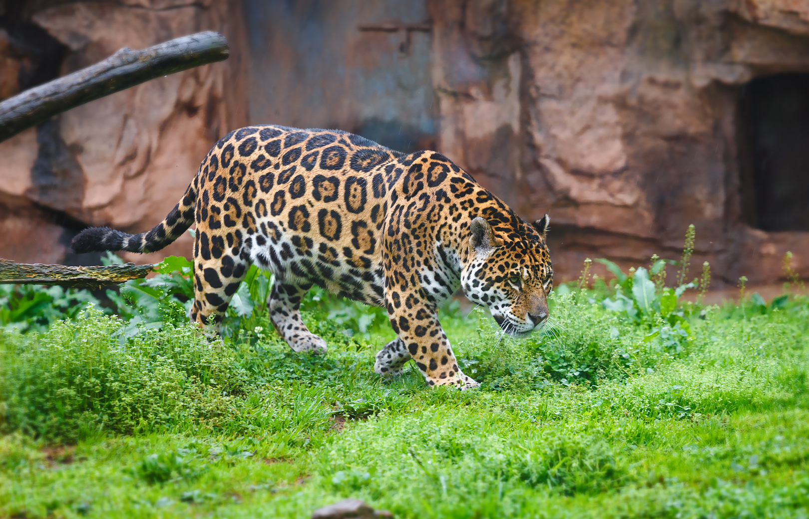 Changsha Ecological Zoo - Jaguar