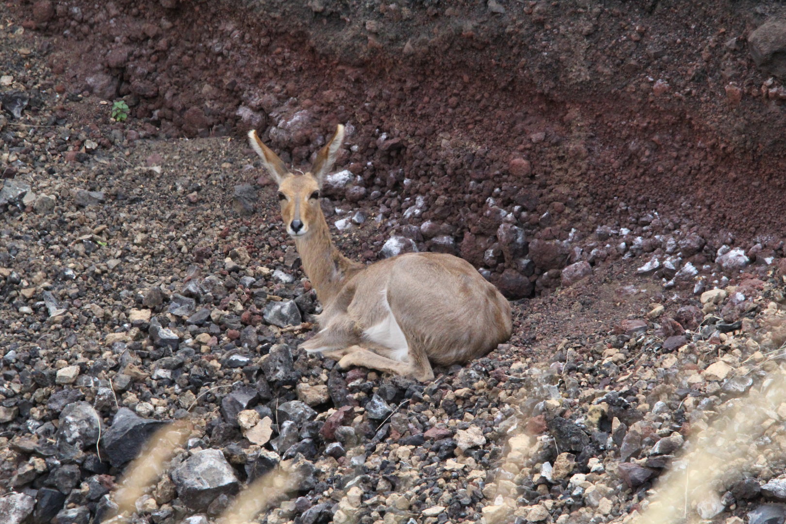 Chanler's Mountain Reedbuck