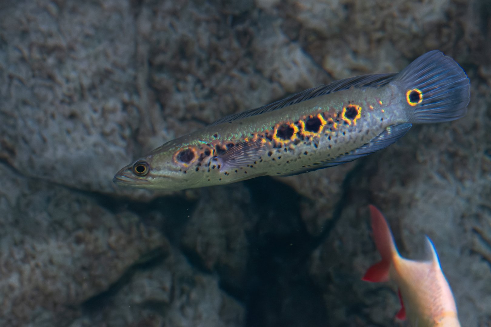 Channa pleurophthalma? - Egzotarium Sosnowiec