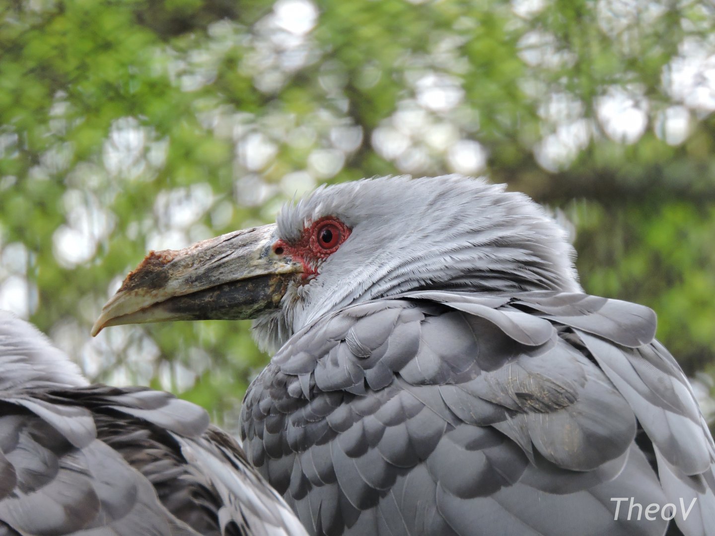 Channel-billed cuckoo [2017]