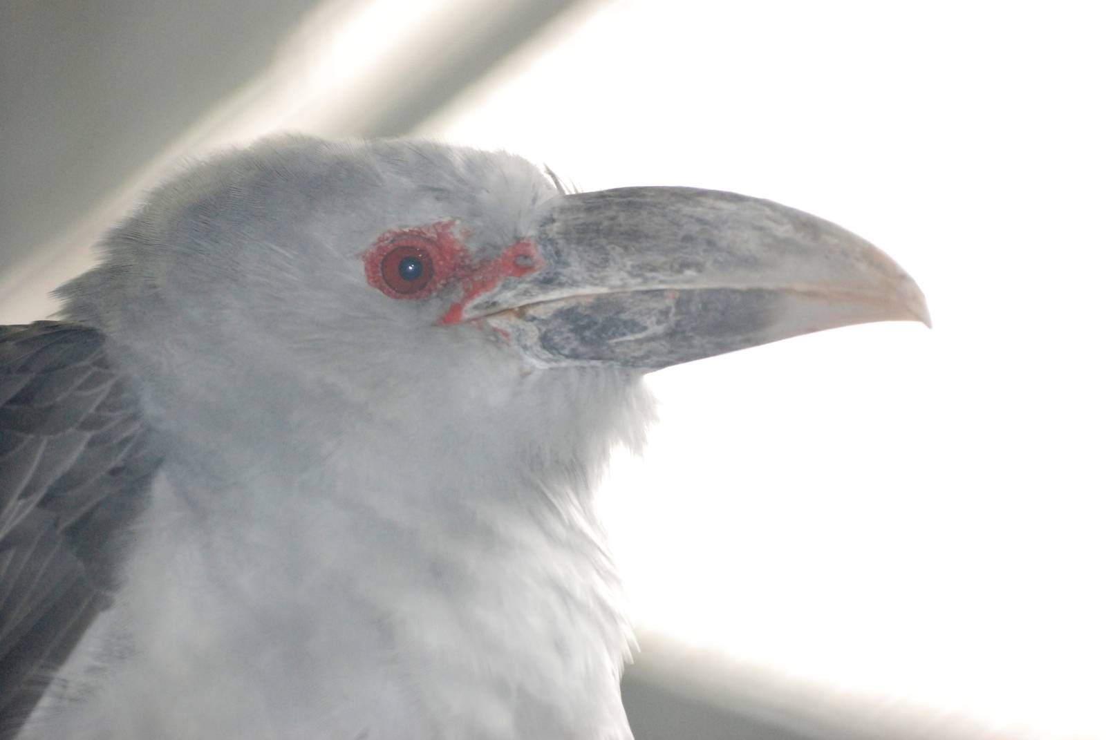 Channel-billed Cuckoo at Berlin Zoo, 31/08/11