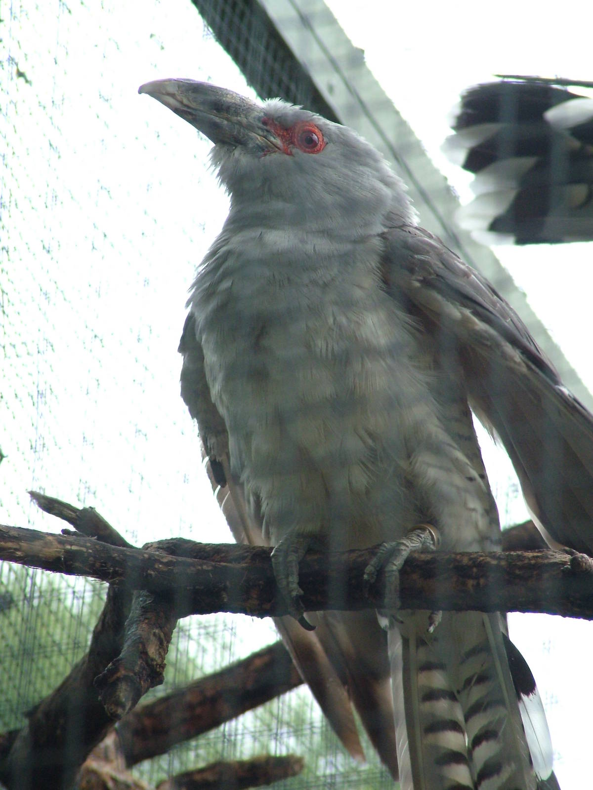 Channel-billed Cuckoo at Cologne, 07/09/10