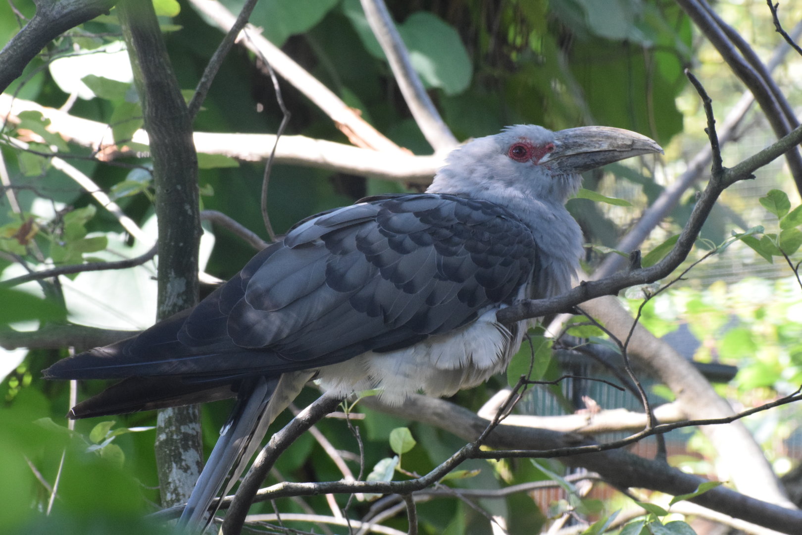 Channel-billed cuckoo - August 2023