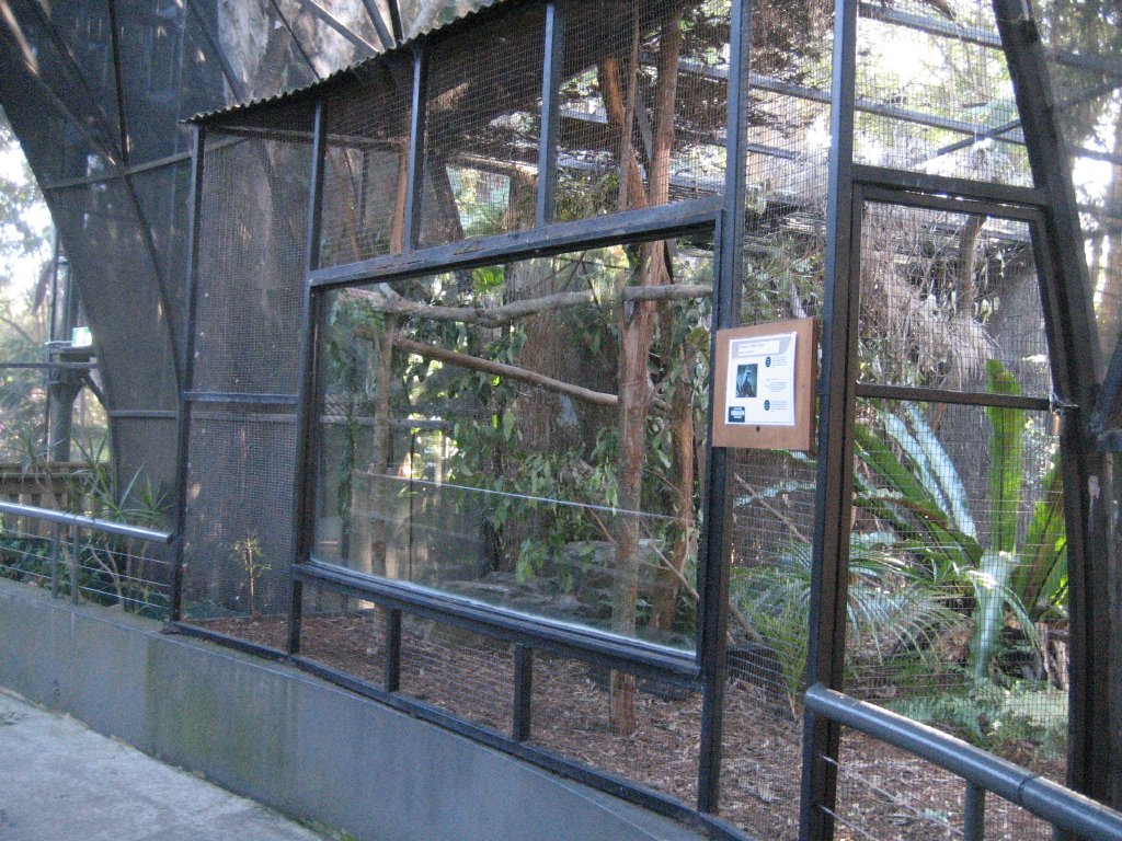 Channel-billed Cuckoo aviary