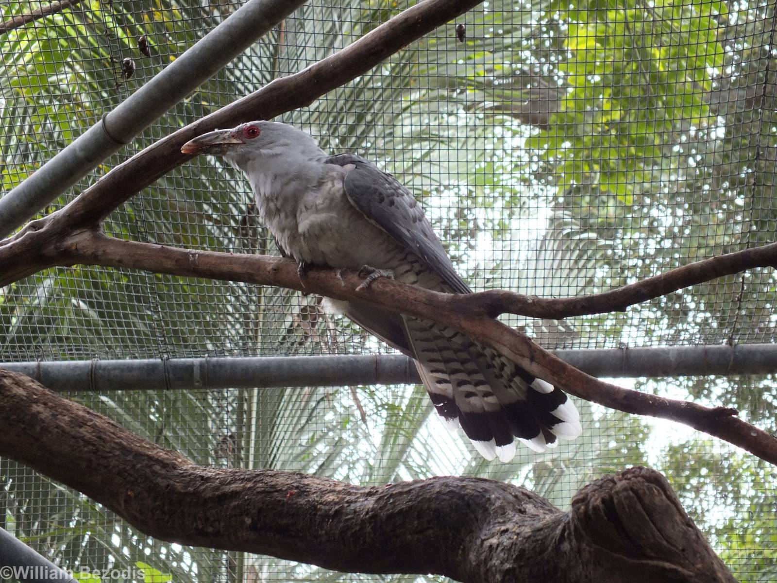Channel-billed Cuckoo in Tropical Aviary
