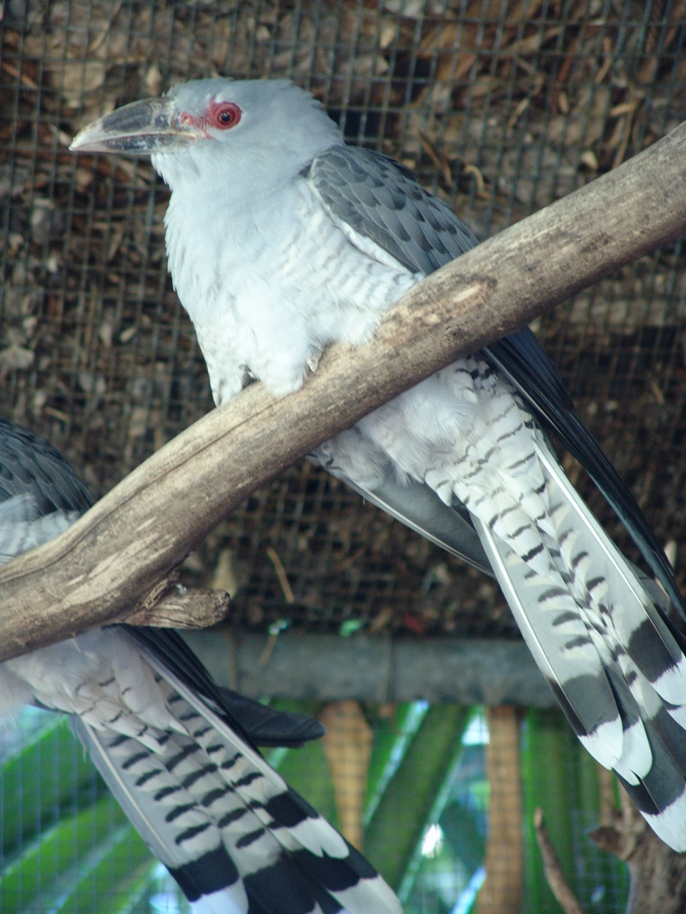 Channel-billed Cuckoo (Scythrops novaehollandiae)