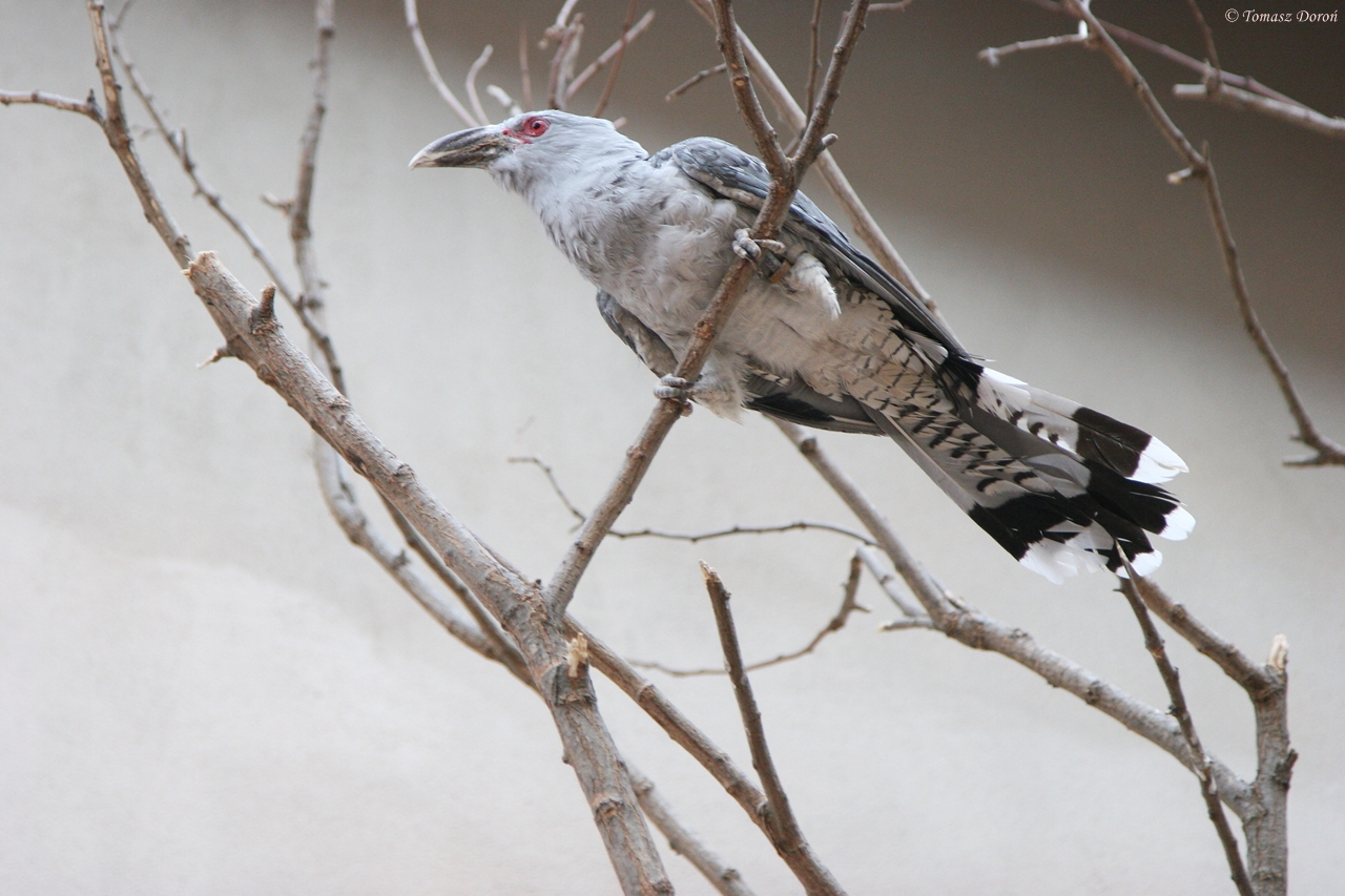 Channel-billed Cuckoo (Scythrops novaehollandiae)