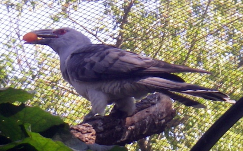Channel-billed Cuckoo (Scythrops novaehollandiae)