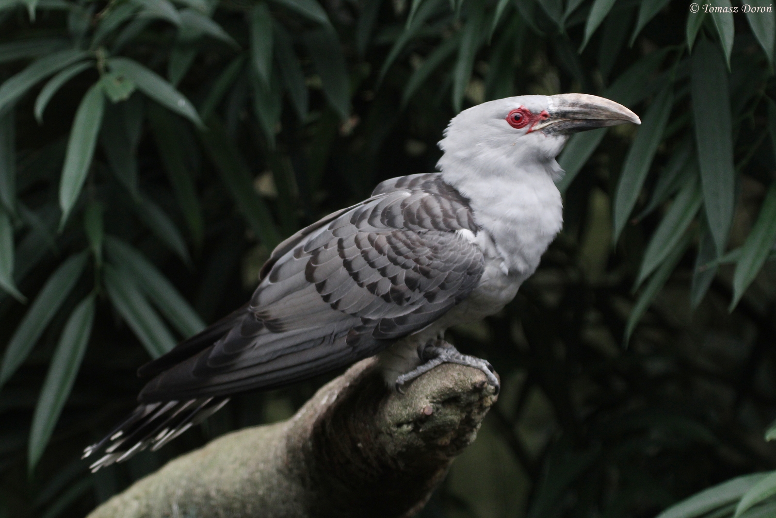 Channel-billed Cuckoo (Scythrops novaehollandiae)