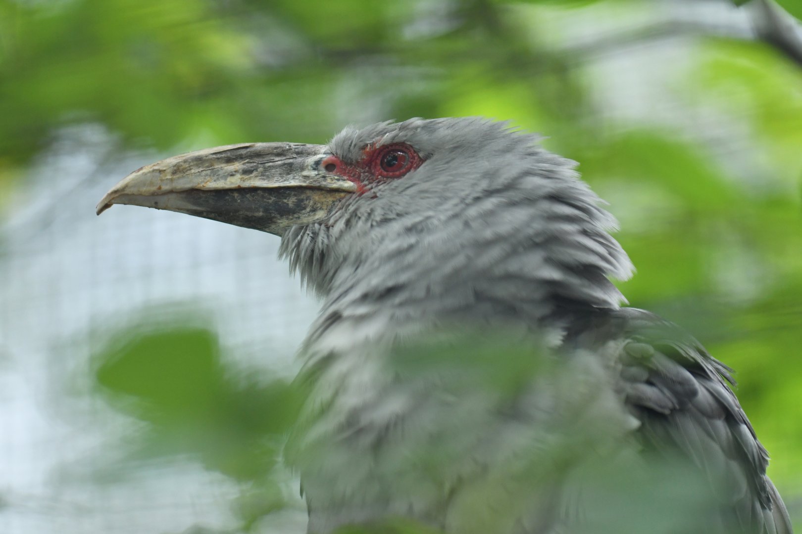 Channel-billed cuckoo (Scythrops novaehollandiae)