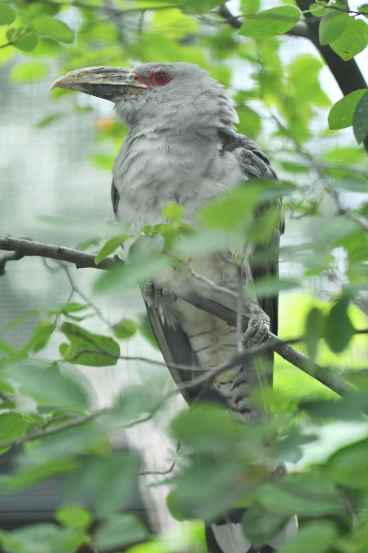 Channel-billed cuckoo (Scythrops novaehollandiae)