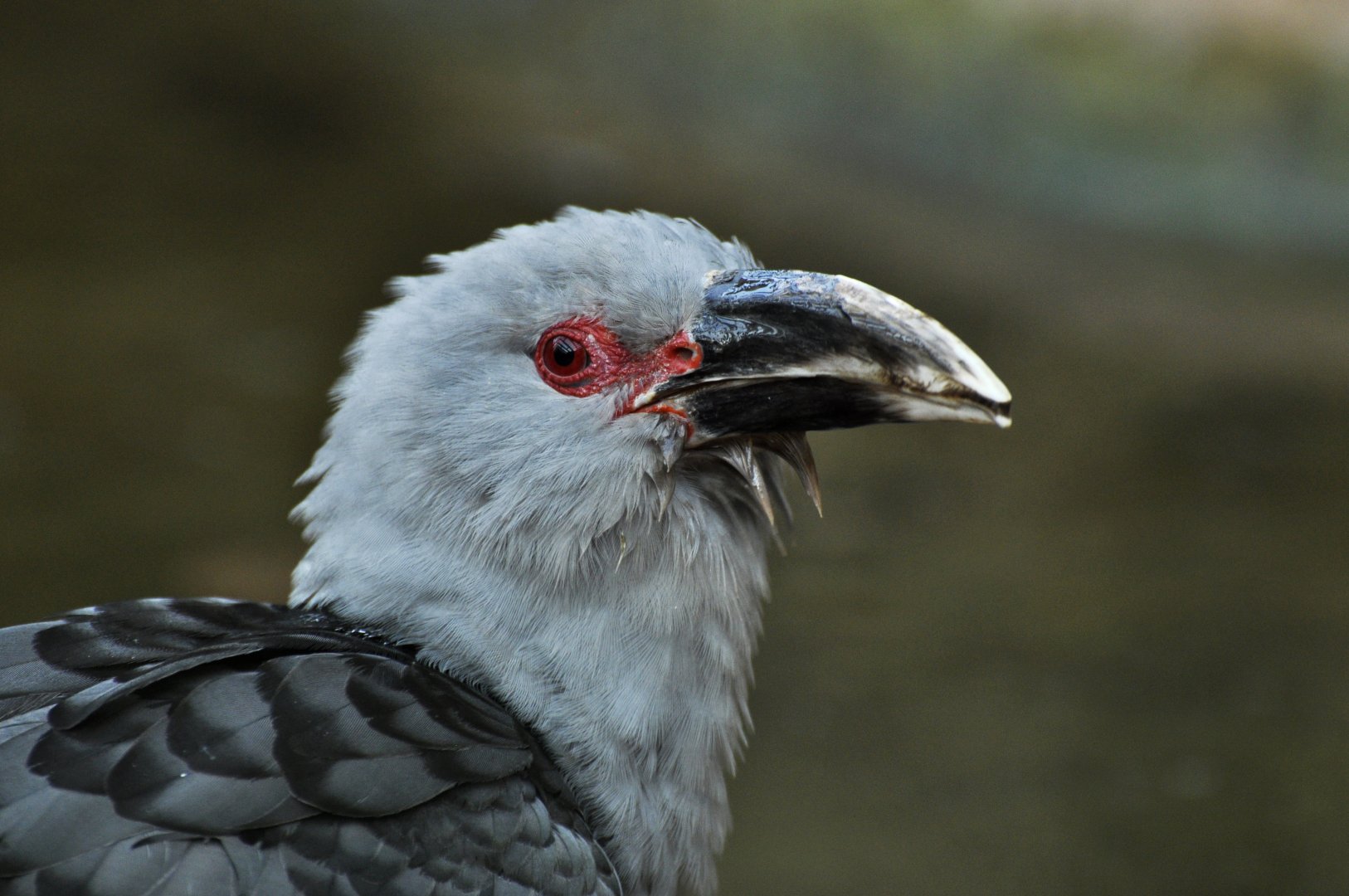 Channel-billed cuckoo Scythrops novaehollandiae