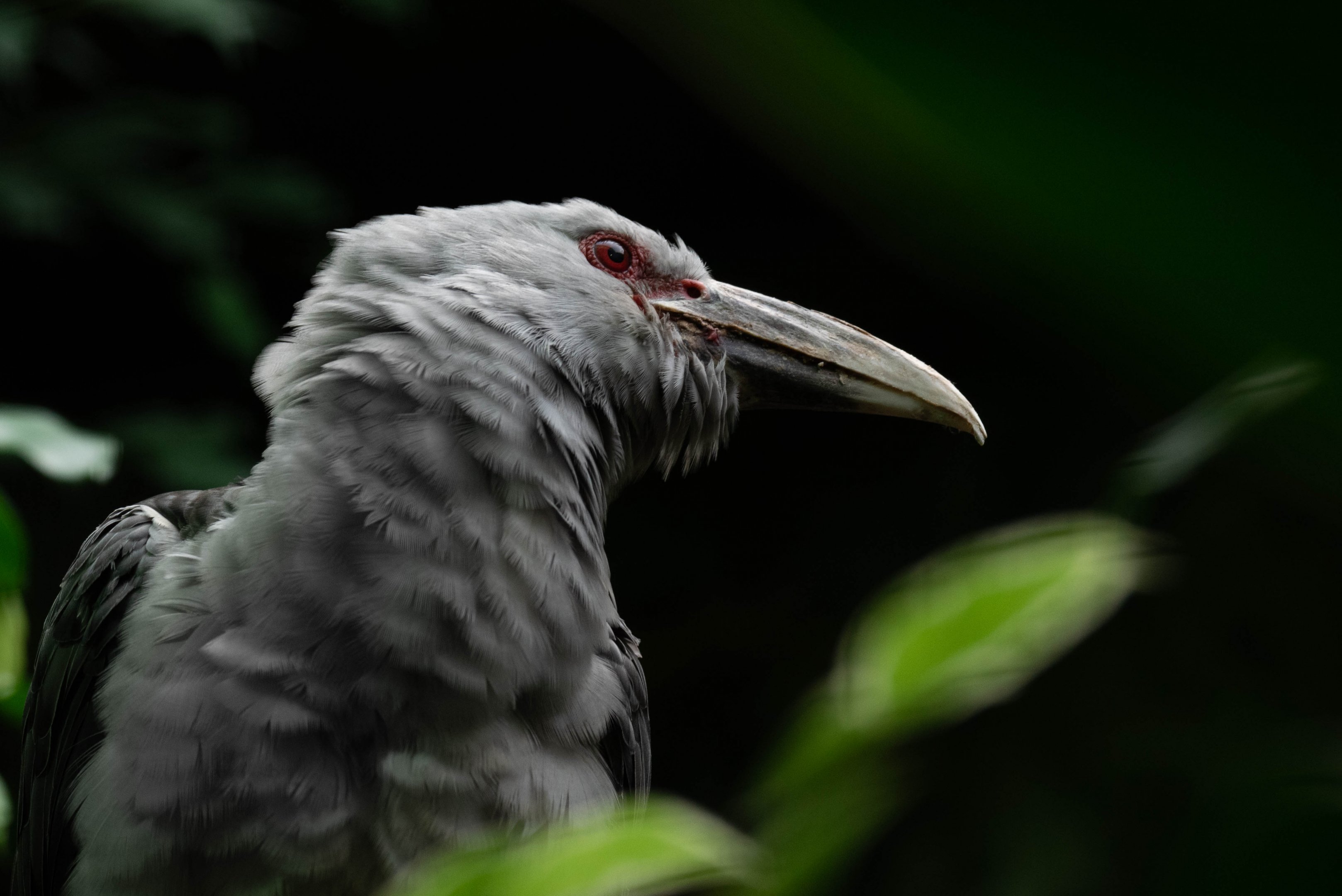 Channel-billed cuckoo - Scythrops novaehollandiae