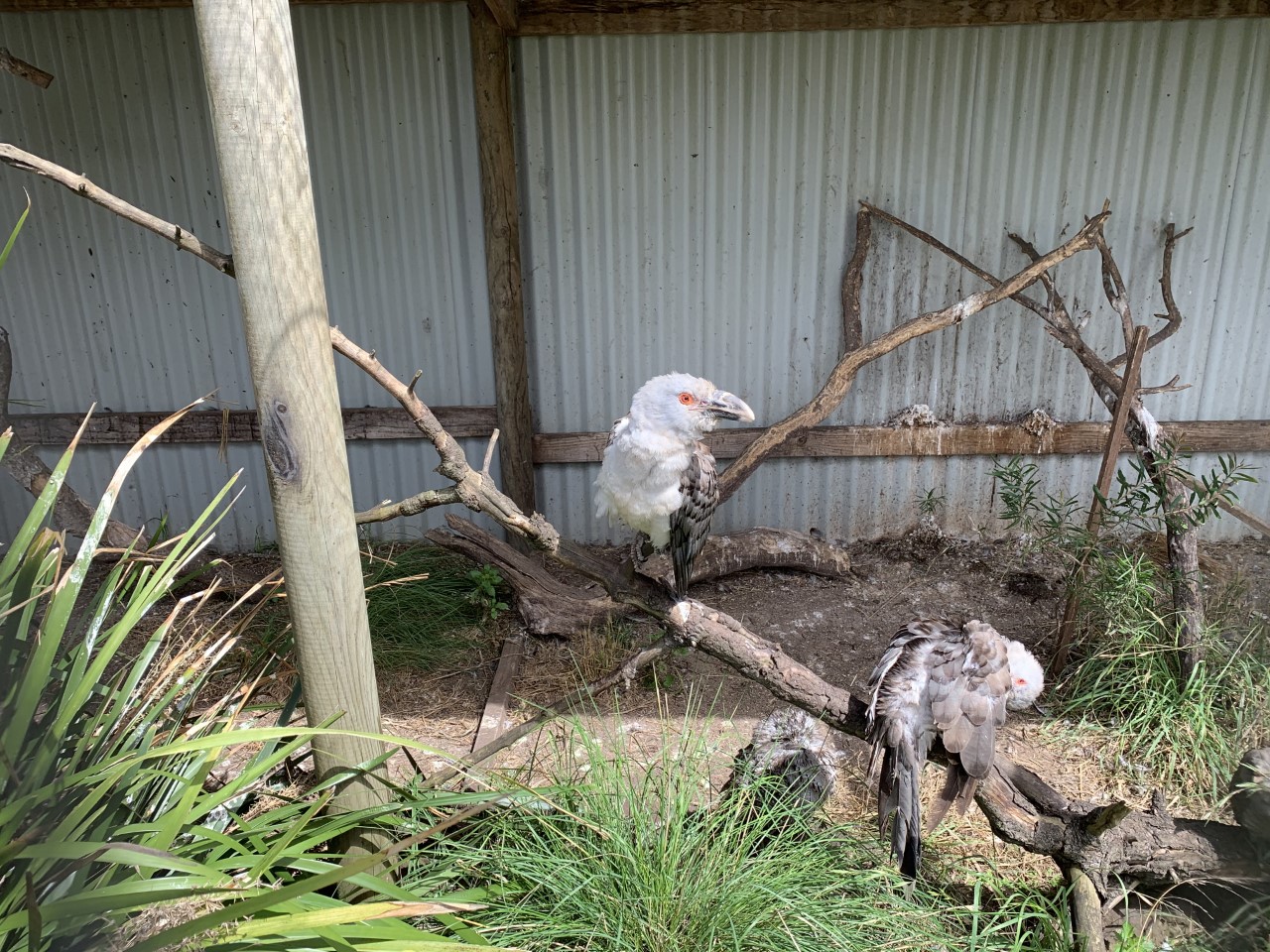 Channel-billed Cuckoo (Scythrops novaehollandiae)