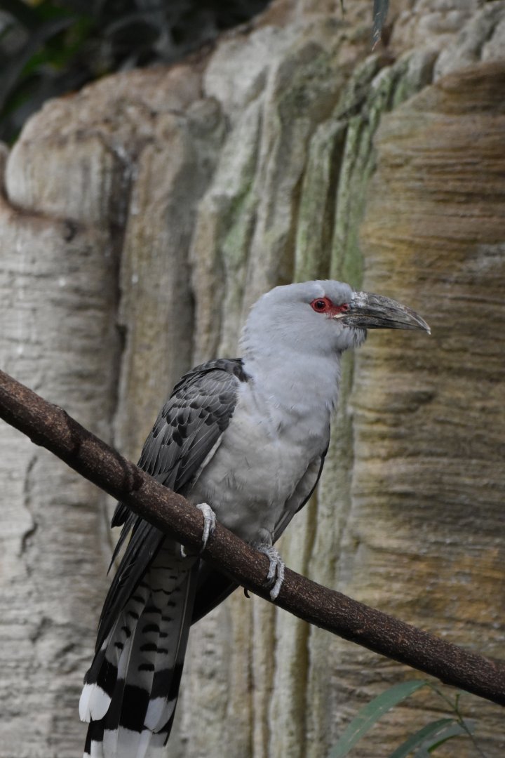 Channel-billed cuckoo (Scythrops novaehollandiae)