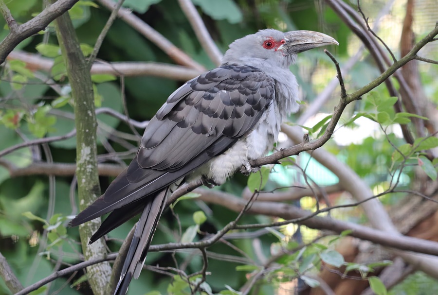 Channel-billed cuckoo (Scythrops novaehollandiae)