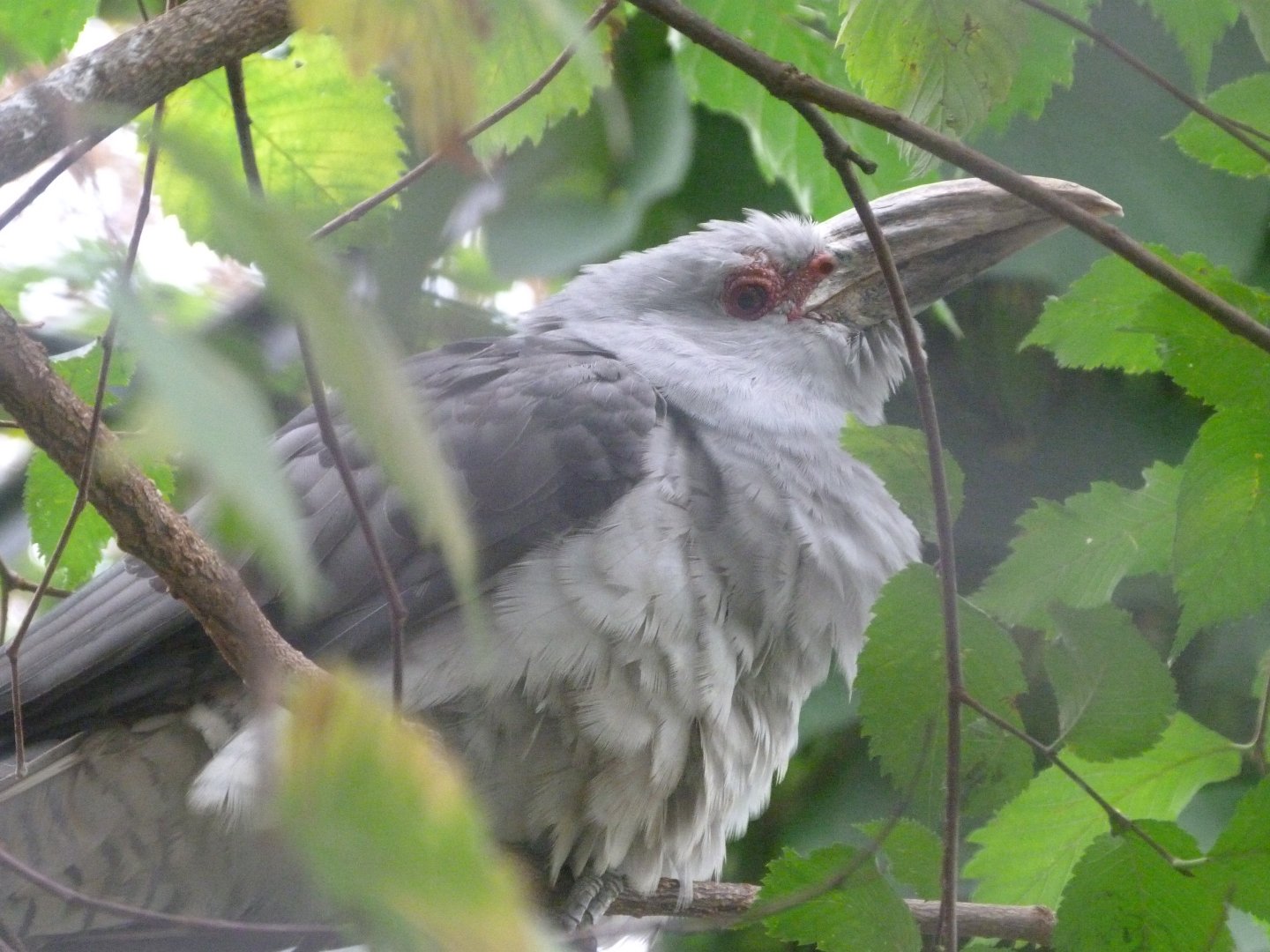 Channel-billed cuckoo -Zoologischer Garten Berlin (2024)