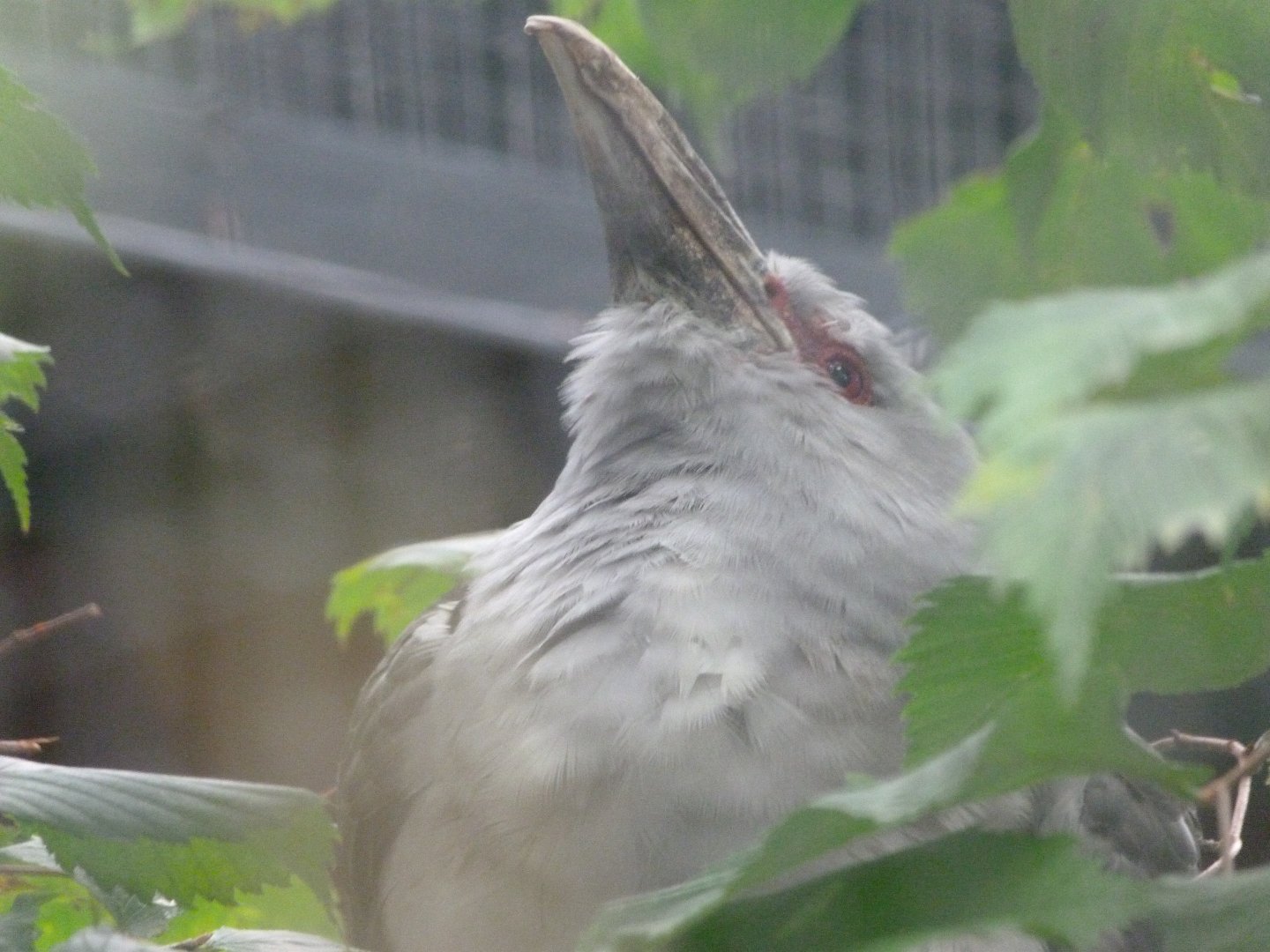 Channel-billed cuckoo -Zoologischer Garten Berlin (2024)