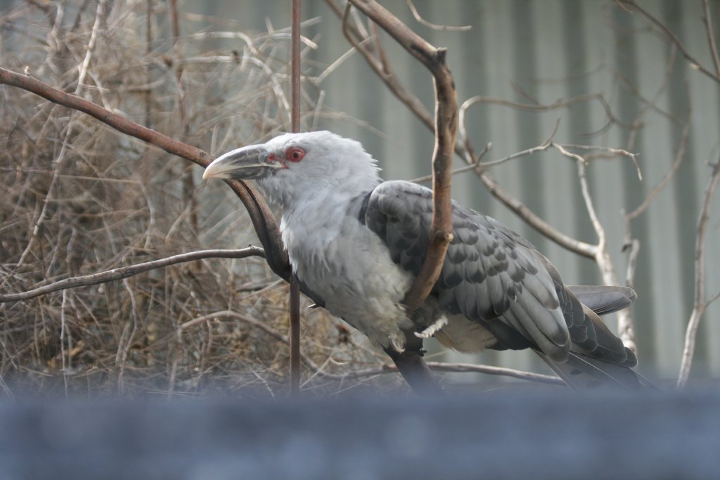 Channel-billed Cuckoo