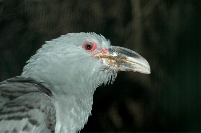 Channel-Billed Cuckoo